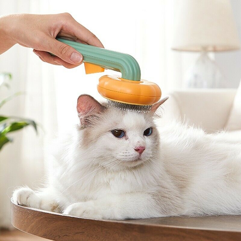 Pet Favorites You'll Love 🐾